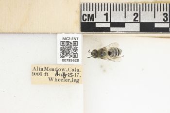 Media type: image;   Entomology 785628 Aspect: Labels
